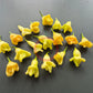 Aji Confusion DER TOMATENFLÜSTERER
