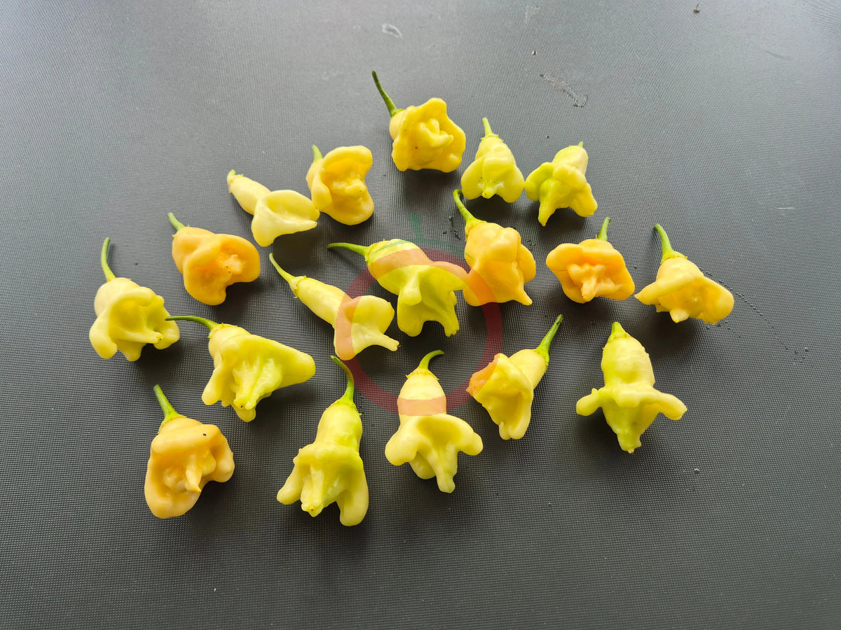 Aji Confusion DER TOMATENFLÜSTERER