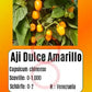 Aji Dulce Amarillo DER TOMATENFLÜSTERER