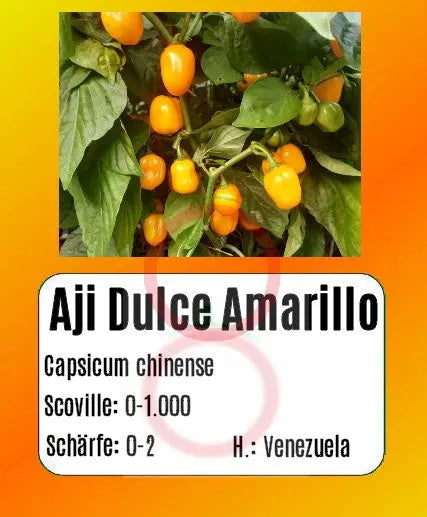 Aji Dulce Amarillo DER TOMATENFLÜSTERER