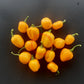 Aji Dulce Amarillo DER TOMATENFLÜSTERER