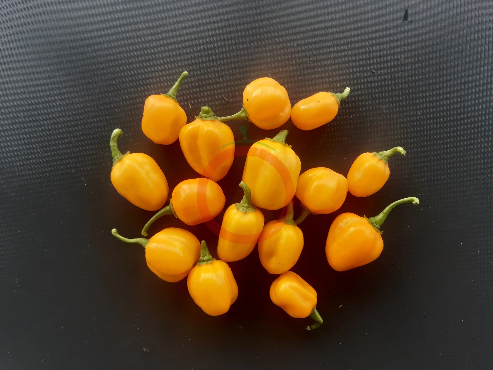 Aji Dulce Amarillo DER TOMATENFLÜSTERER