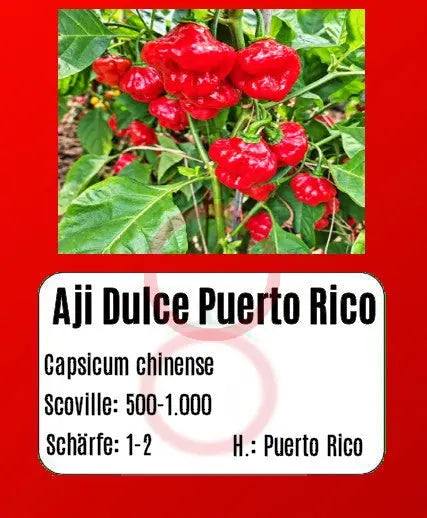 Aji Dulce Puerto Rico DER TOMATENFLÜSTERER