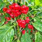 Aji Dulce Puerto Rico DER TOMATENFLÜSTERER