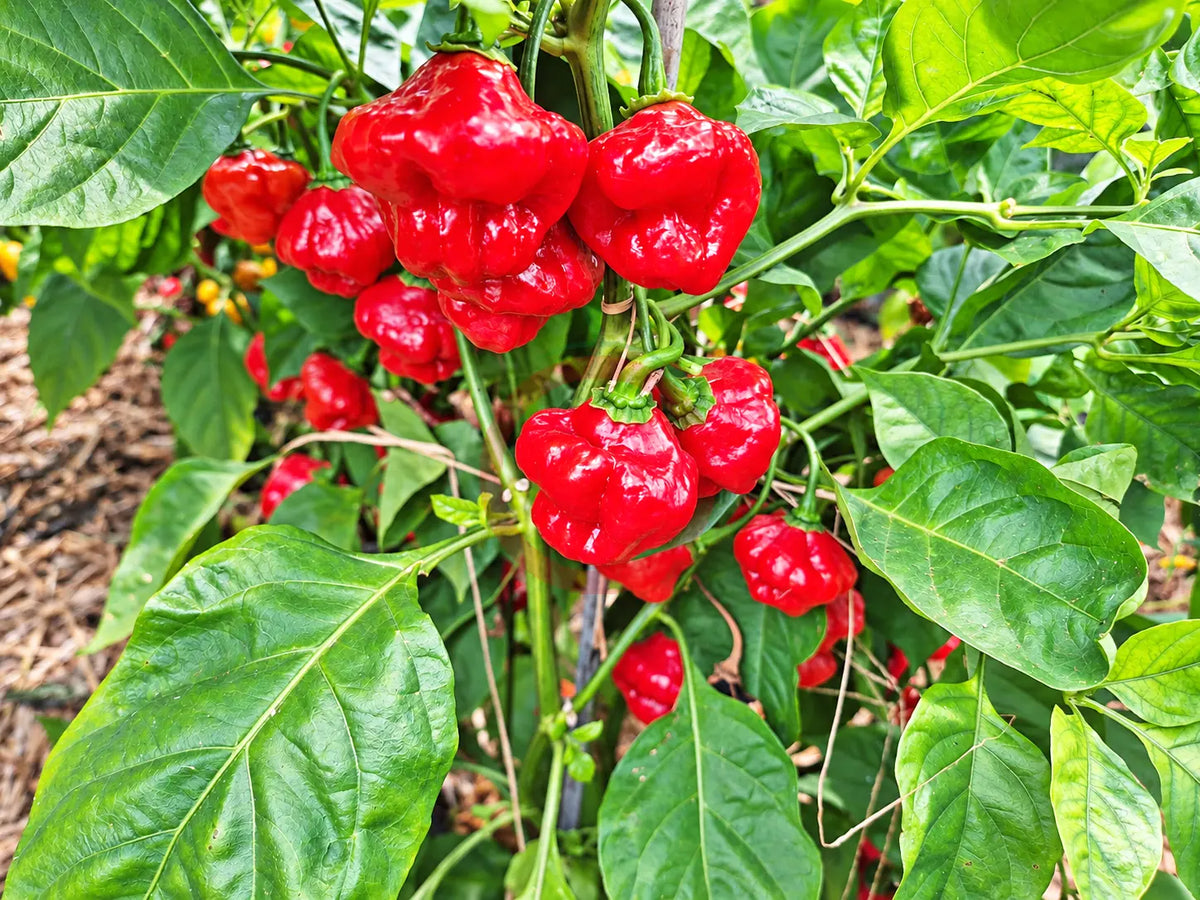 Aji Dulce Puerto Rico DER TOMATENFLÜSTERER