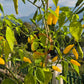 Aji Lemon Improved DER TOMATENFLÜSTERER