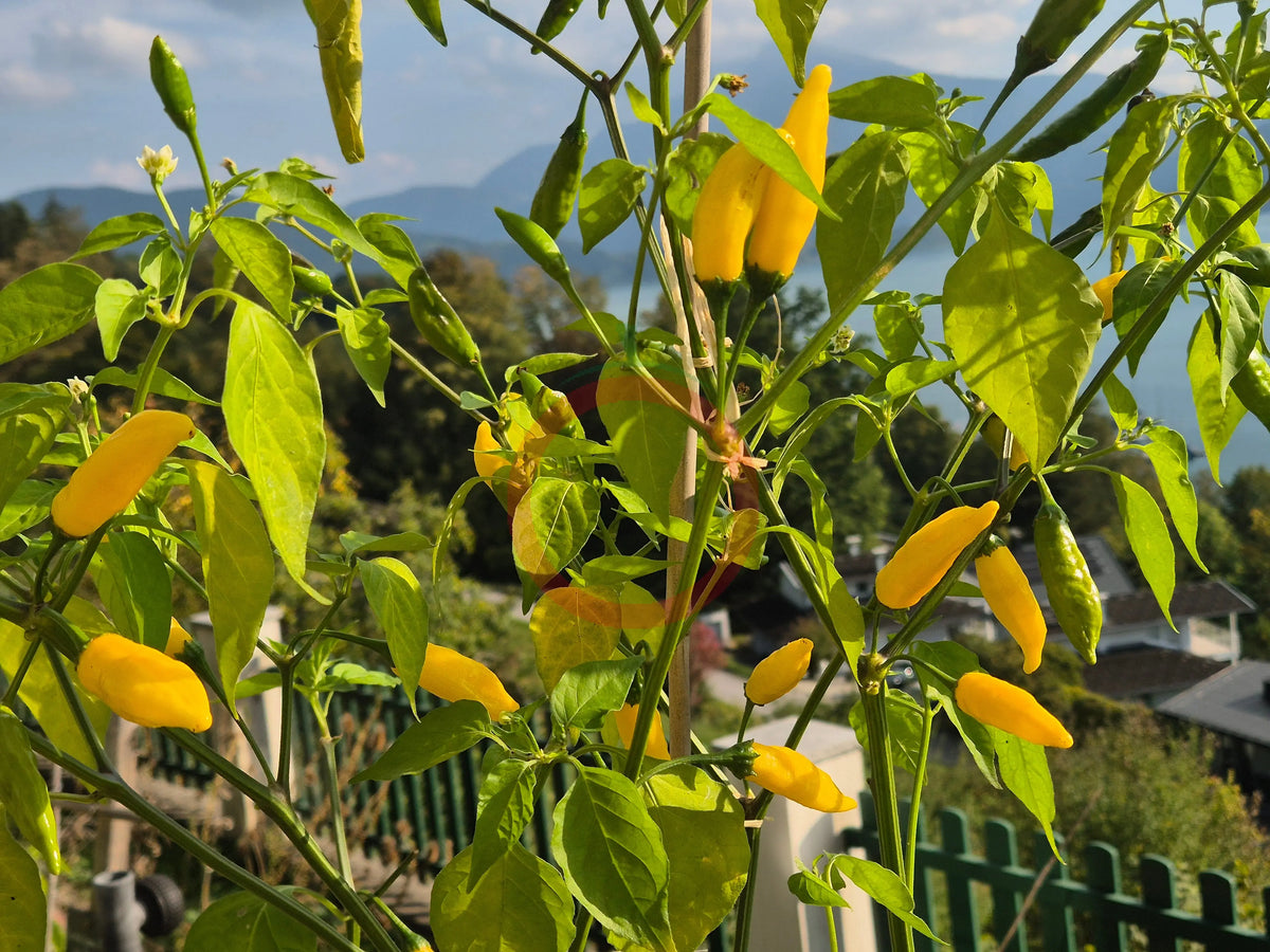 Aji Lemon Improved DER TOMATENFLÜSTERER