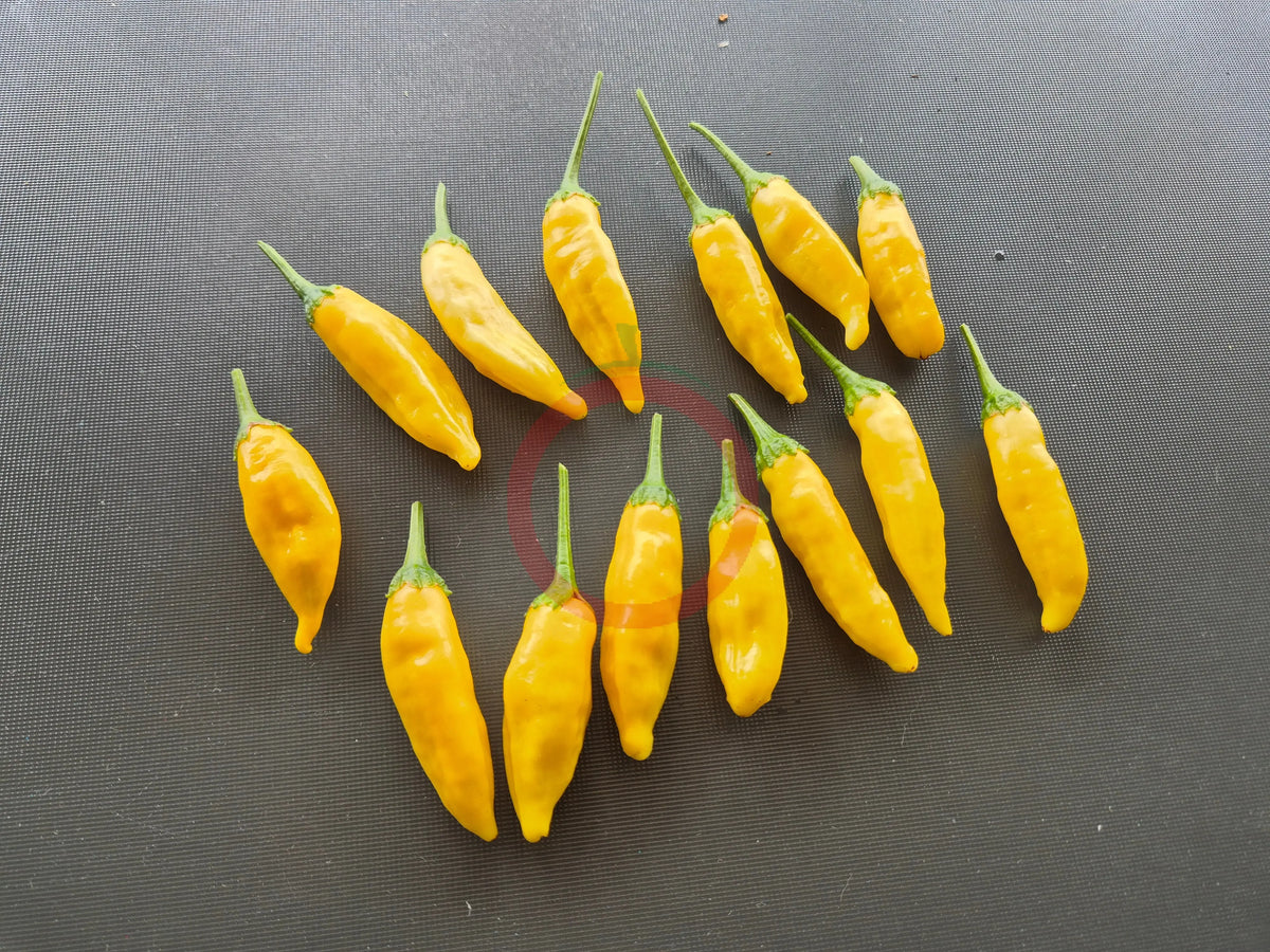 Aji Lemon Improved DER TOMATENFLÜSTERER