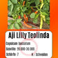 Aji Lilly Teolinda DER TOMATENFLÜSTERER