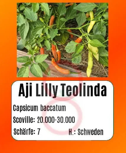 Aji Lilly Teolinda DER TOMATENFLÜSTERER