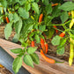 Aji Lilly Teolinda DER TOMATENFLÜSTERER