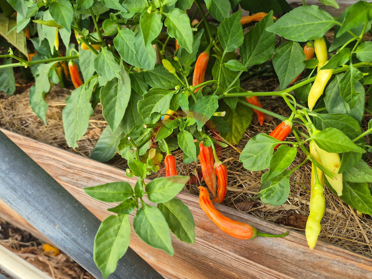 Aji Lilly Teolinda DER TOMATENFLÜSTERER
