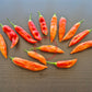 Aji Lilly Teolinda DER TOMATENFLÜSTERER
