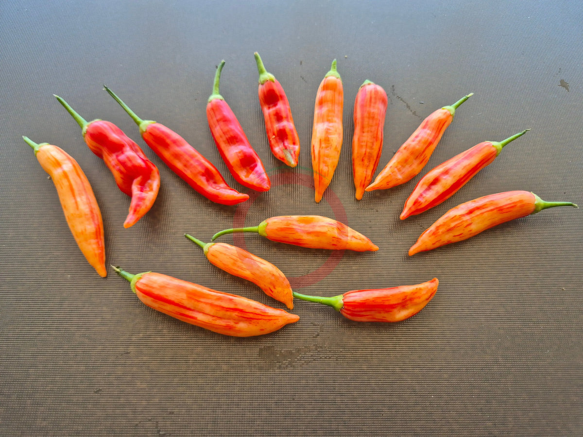 Aji Lilly Teolinda DER TOMATENFLÜSTERER