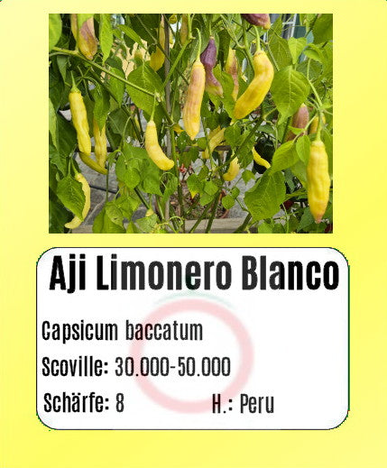 Aji Limonero Blanco DER TOMATENFLÜSTERER
