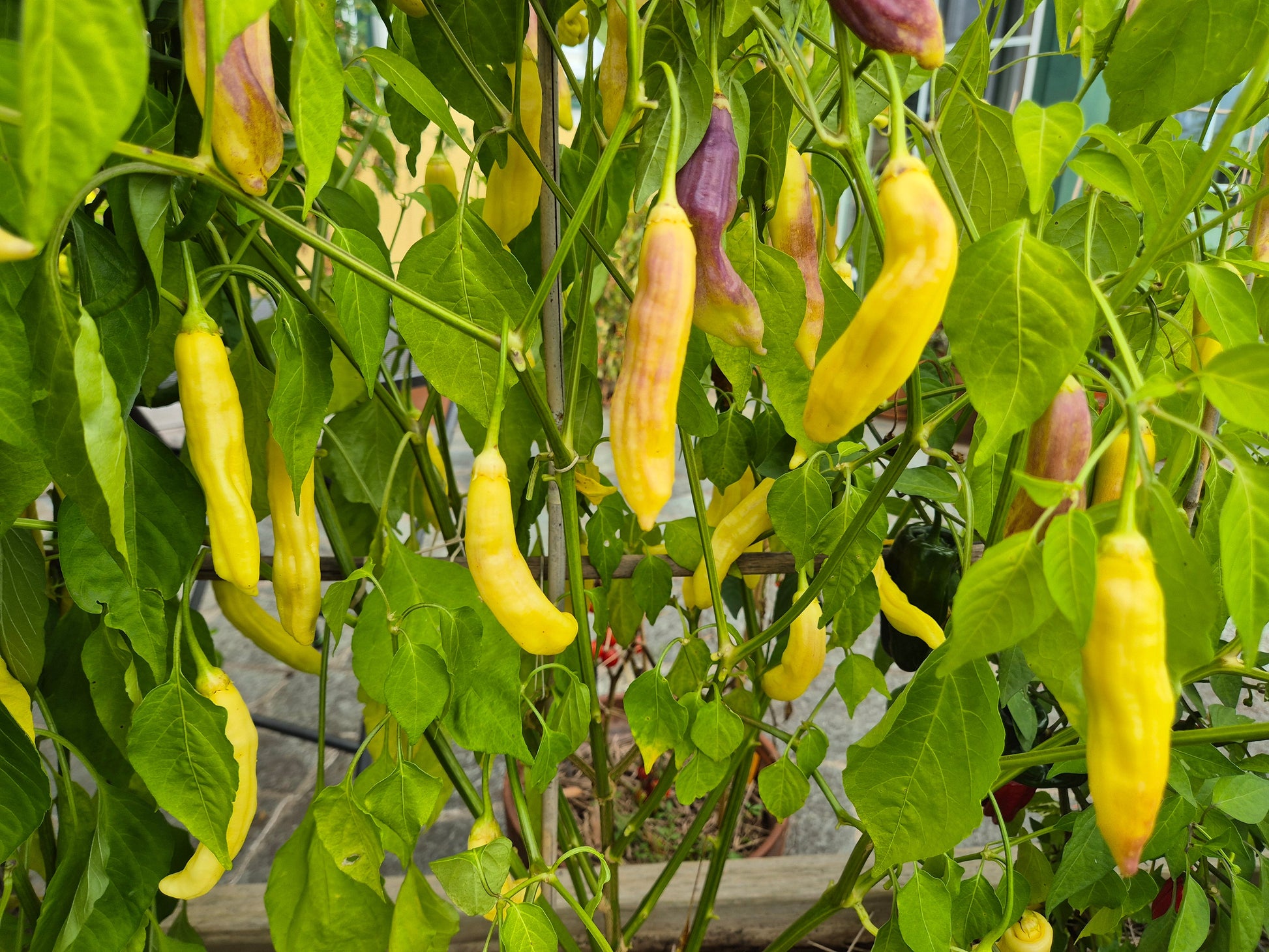 Aji Limonero Blanco DER TOMATENFLÜSTERER