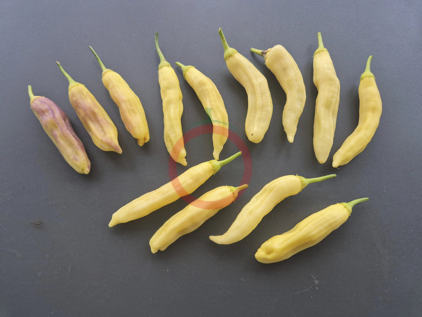 Aji Limonero Blanco DER TOMATENFLÜSTERER