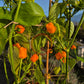 Aji Mango Stumpy DER TOMATENFLÜSTERER