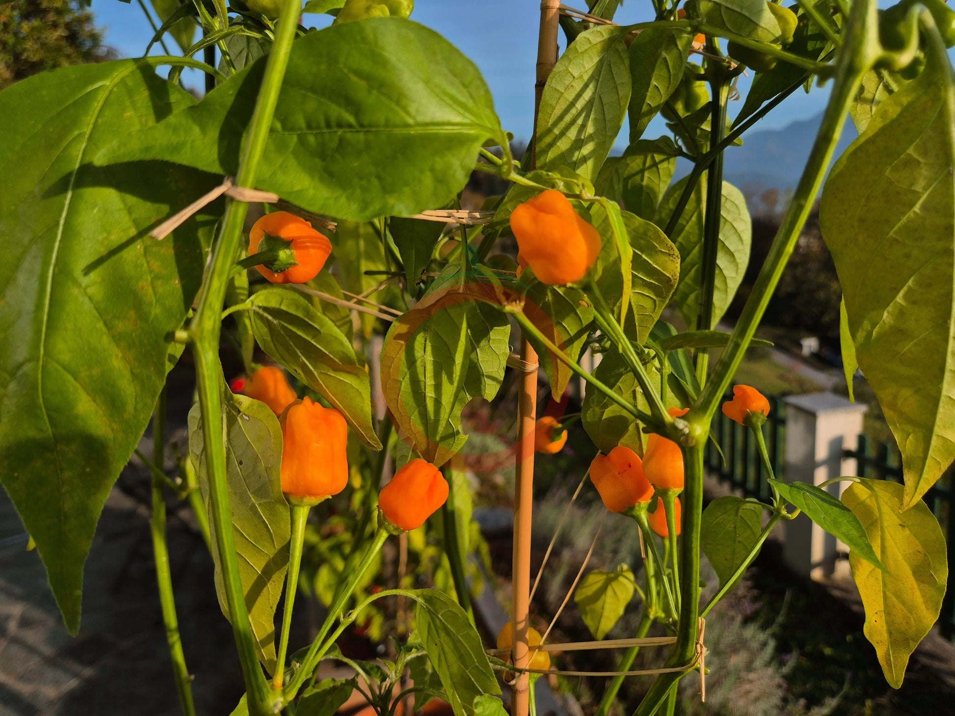 Aji Mango Stumpy DER TOMATENFLÜSTERER