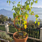 Aji Mango Stumpy DER TOMATENFLÜSTERER