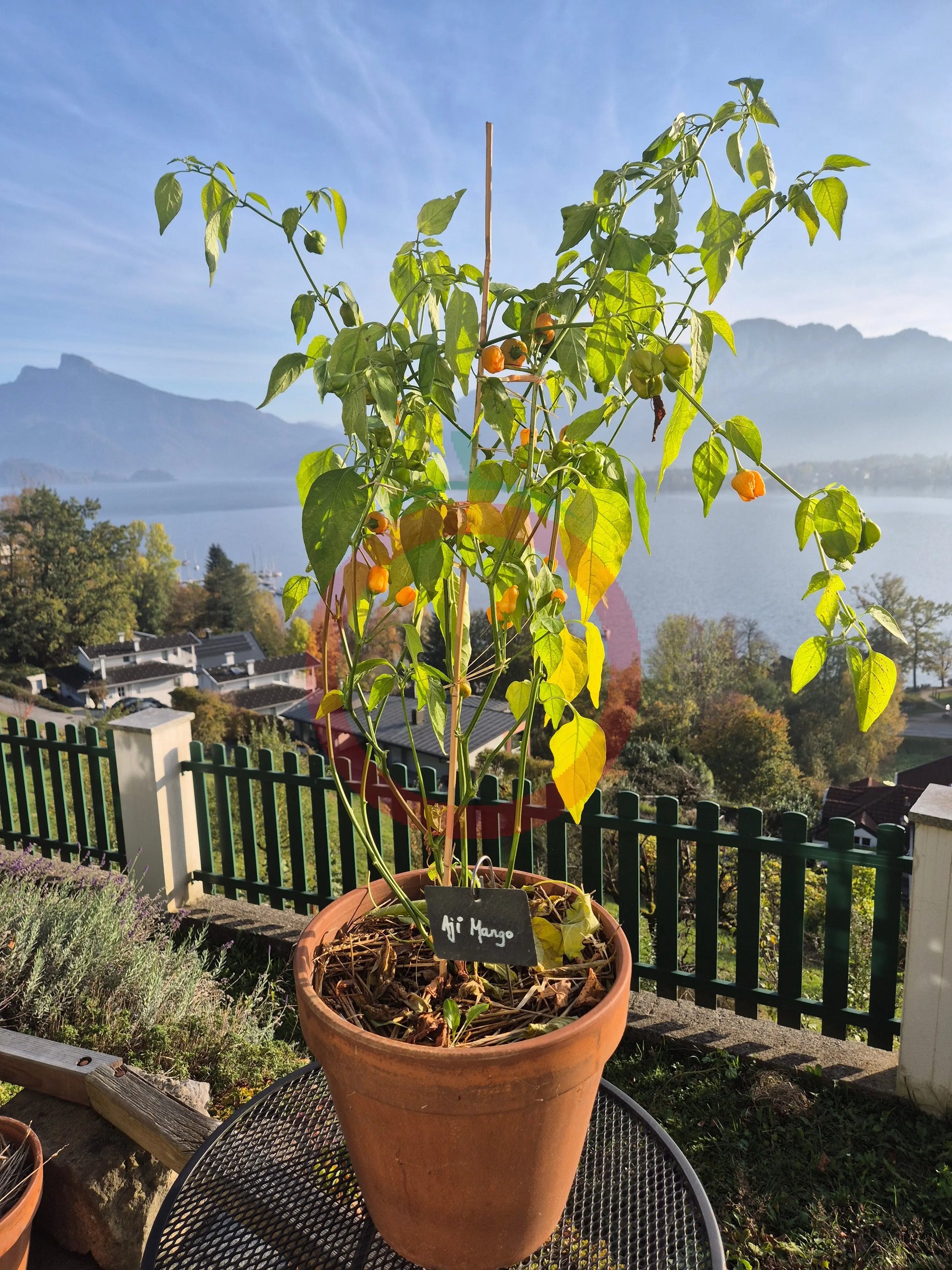 Aji Mango Stumpy DER TOMATENFLÜSTERER