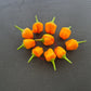 Aji Mango Stumpy DER TOMATENFLÜSTERER