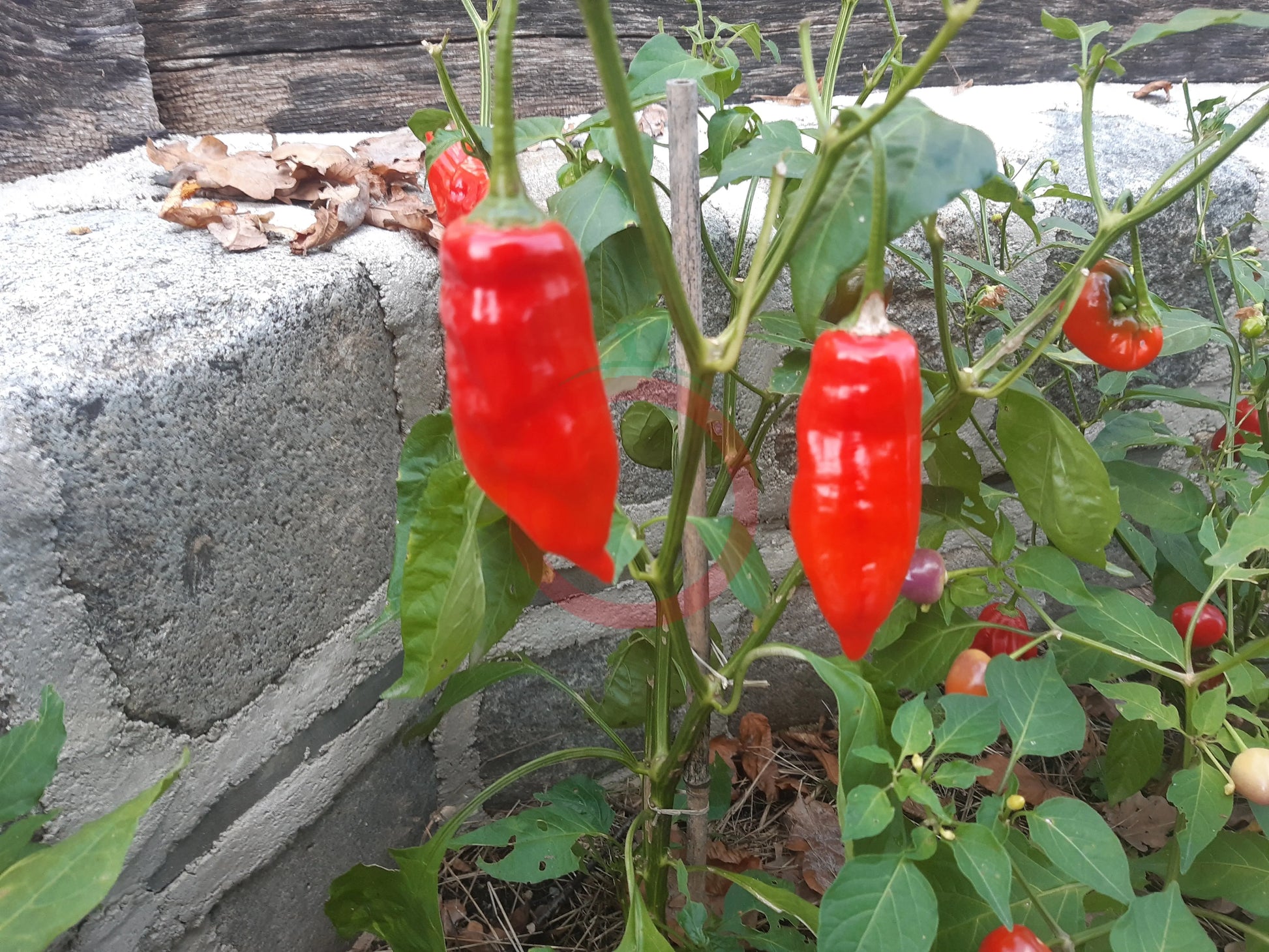 Aji Norteno Pepper DER TOMATENFLÜSTERER