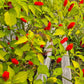 Aji Peanut DER TOMATENFLÜSTERER
