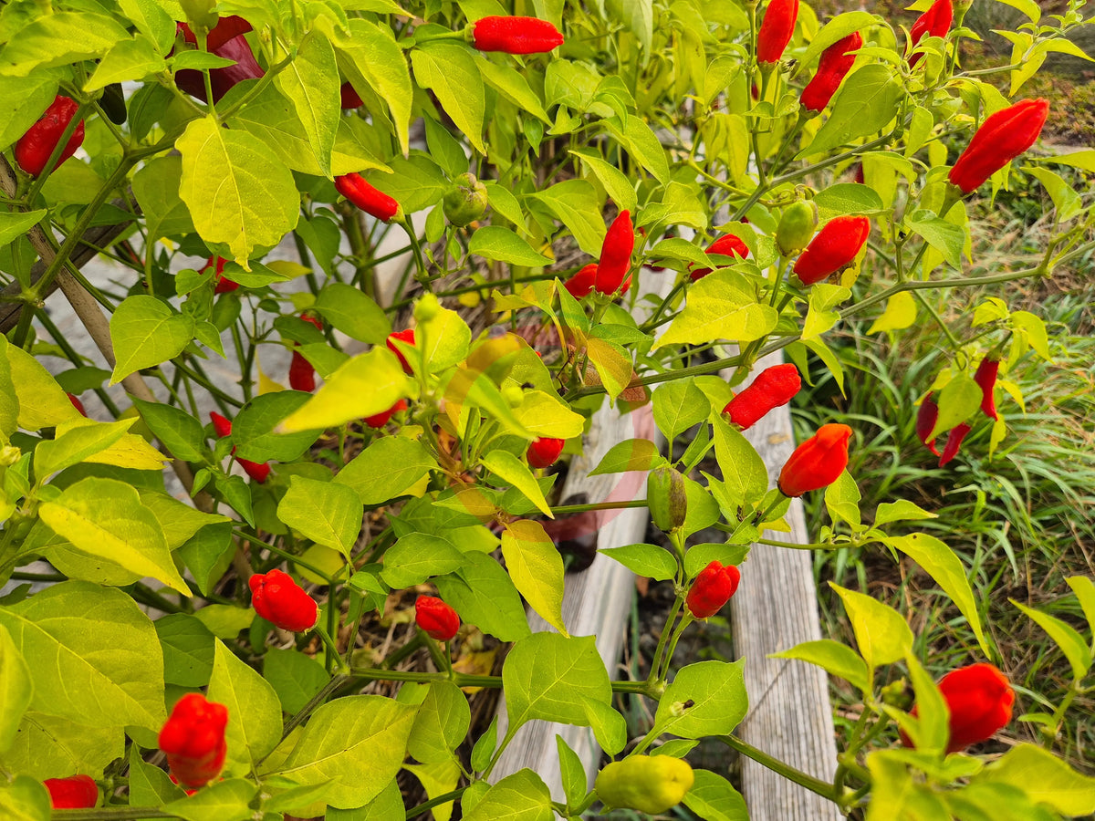 Aji Peanut DER TOMATENFLÜSTERER