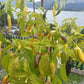 Aji Pineapple DER TOMATENFLÜSTERER