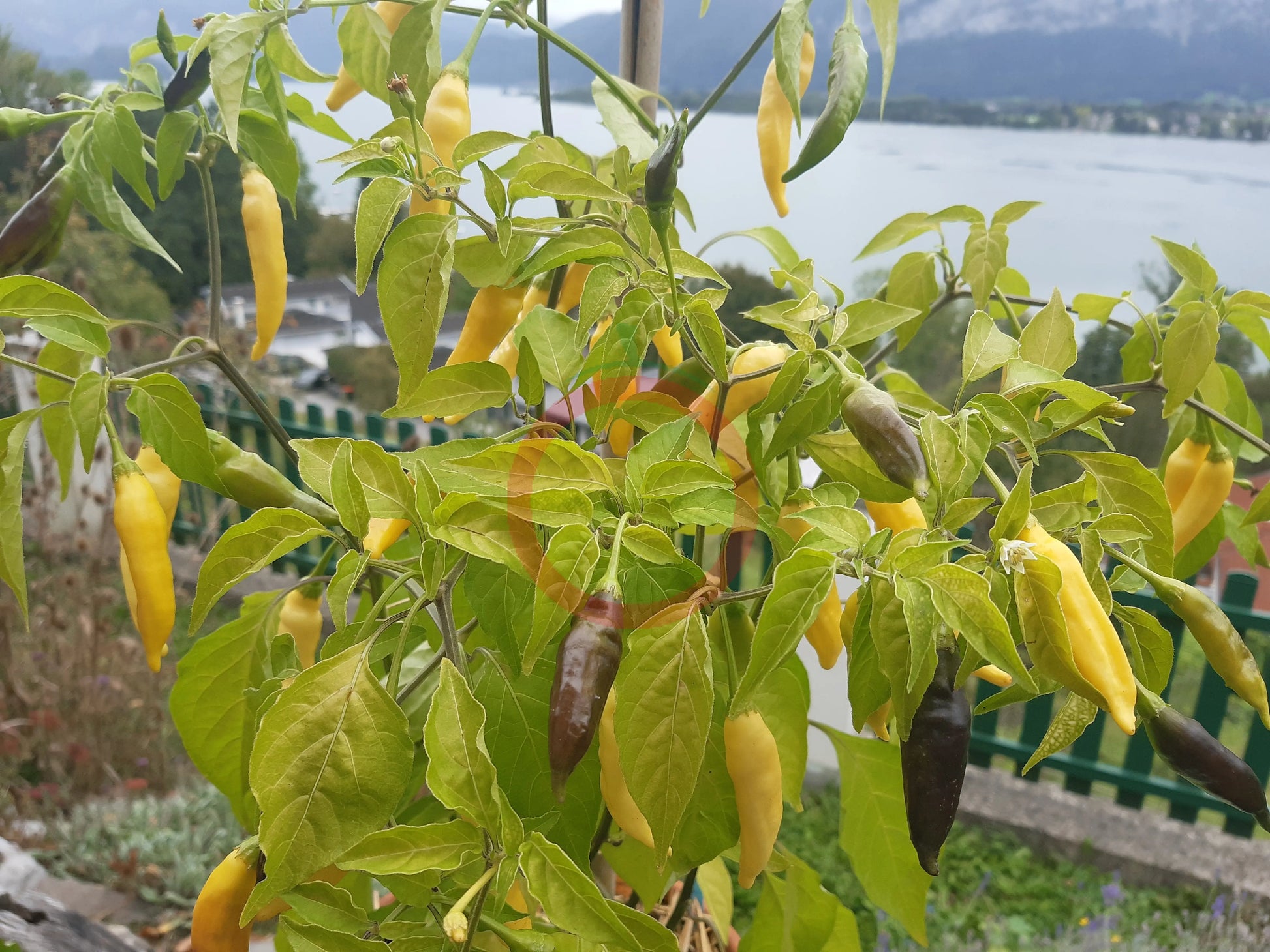 Aji Pineapple DER TOMATENFLÜSTERER