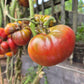 Aker’s West Virginia Black DER TOMATENFLÜSTERER