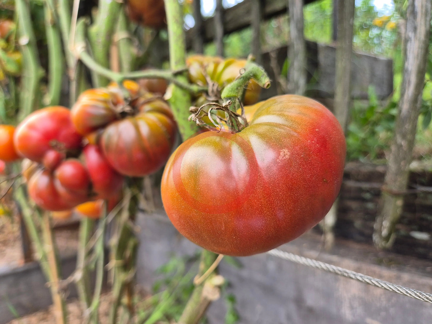 Aker’s West Virginia Black DER TOMATENFLÜSTERER