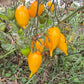 Akmore Treasure DER TOMATENFLÜSTERER