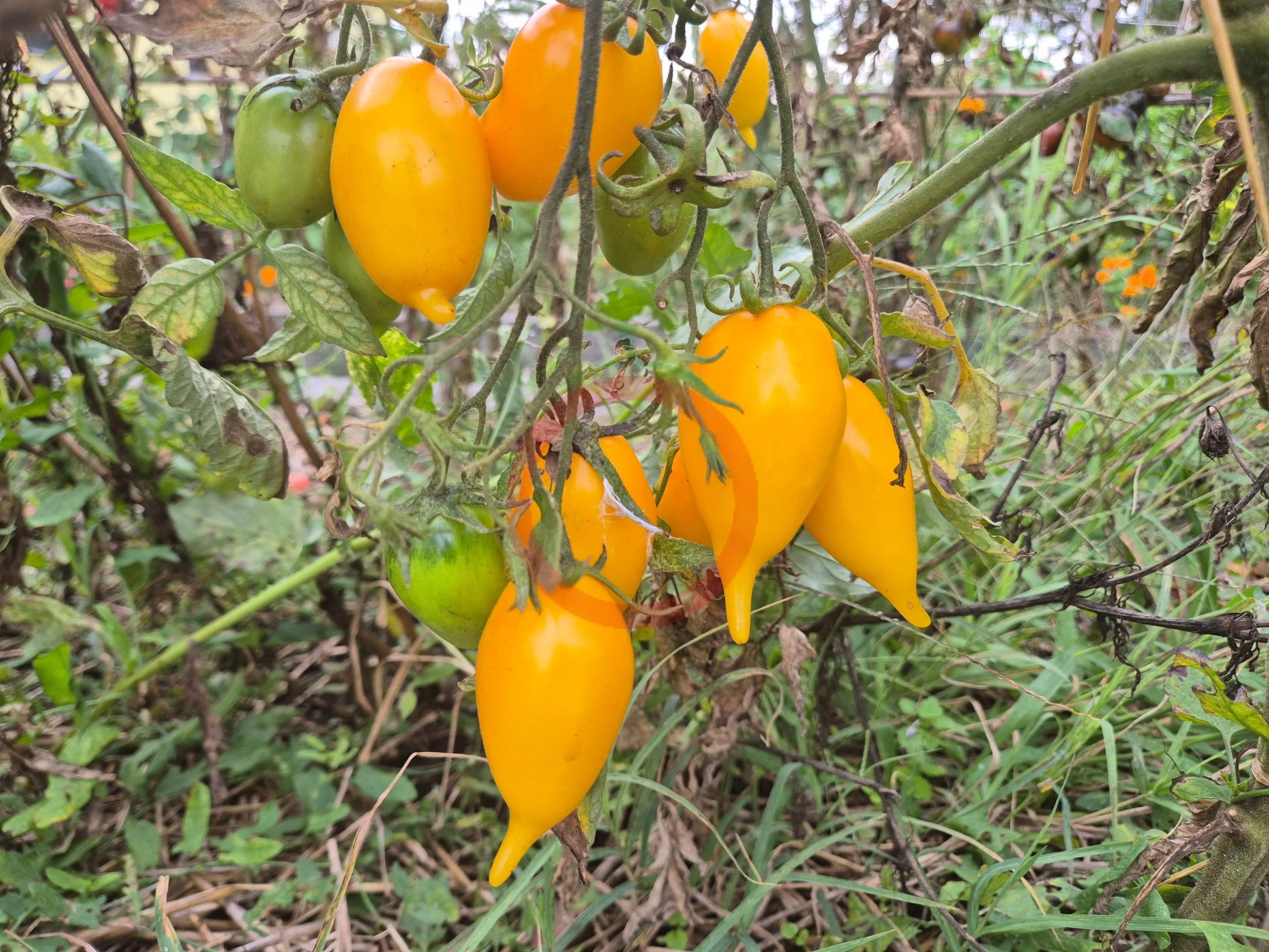 Akmore Treasure DER TOMATENFLÜSTERER