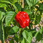 Al-Bab DER TOMATENFLÜSTERER