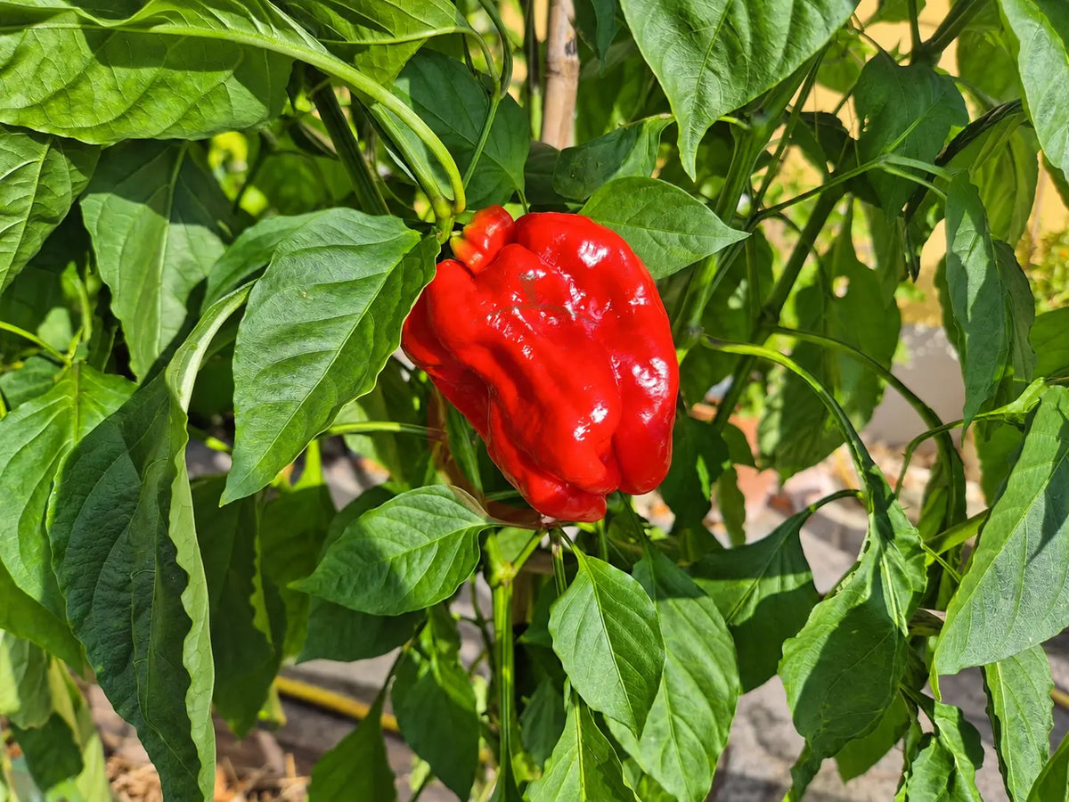 Al-Bab DER TOMATENFLÜSTERER