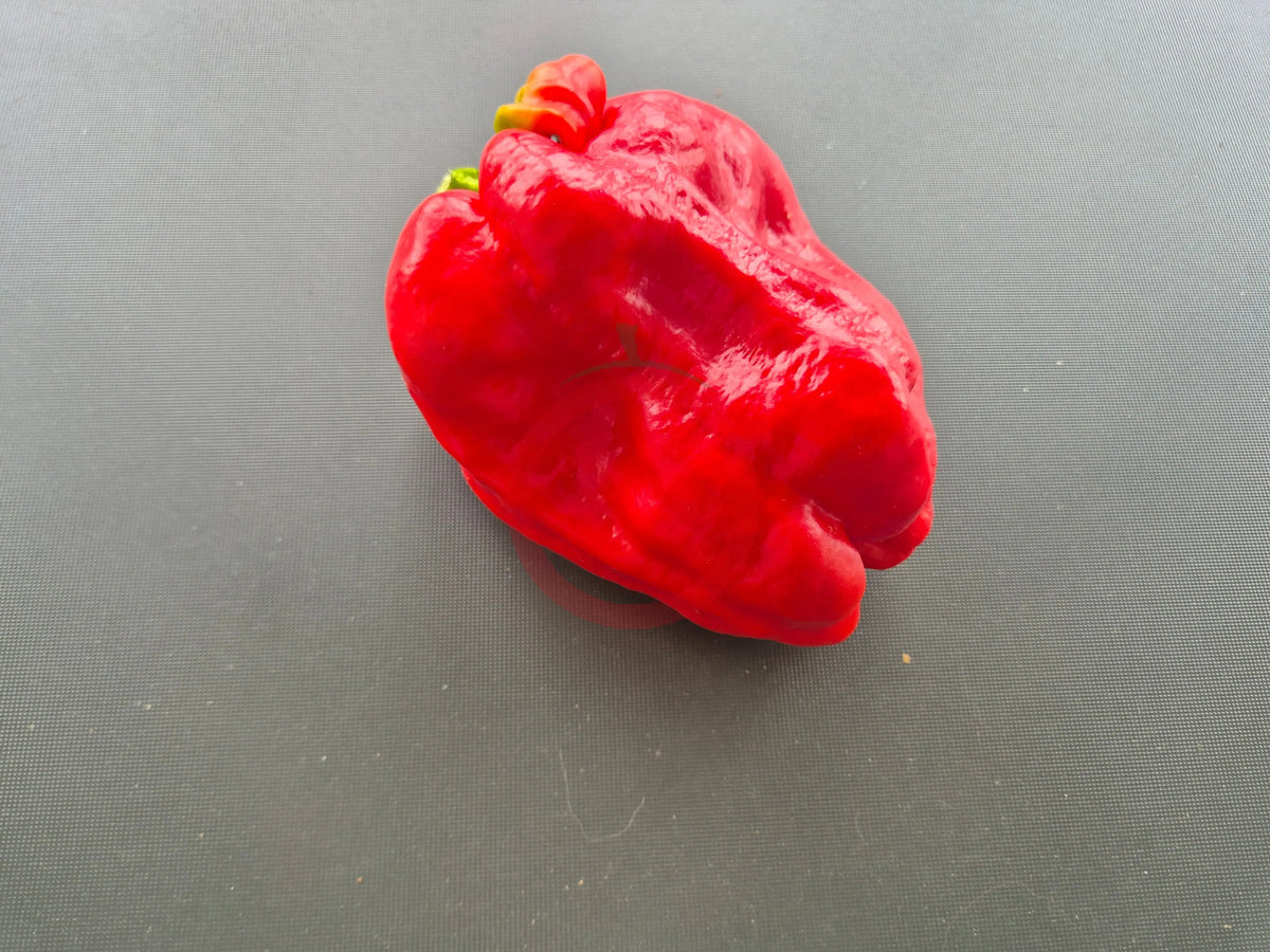 Al-Bab DER TOMATENFLÜSTERER