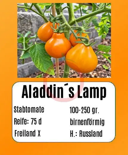 Aladdin´s Lamp DER TOMATENFLÜSTERER