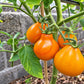 Aladdin´s Lamp DER TOMATENFLÜSTERER