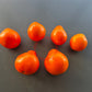 Aladdin´s Lamp DER TOMATENFLÜSTERER