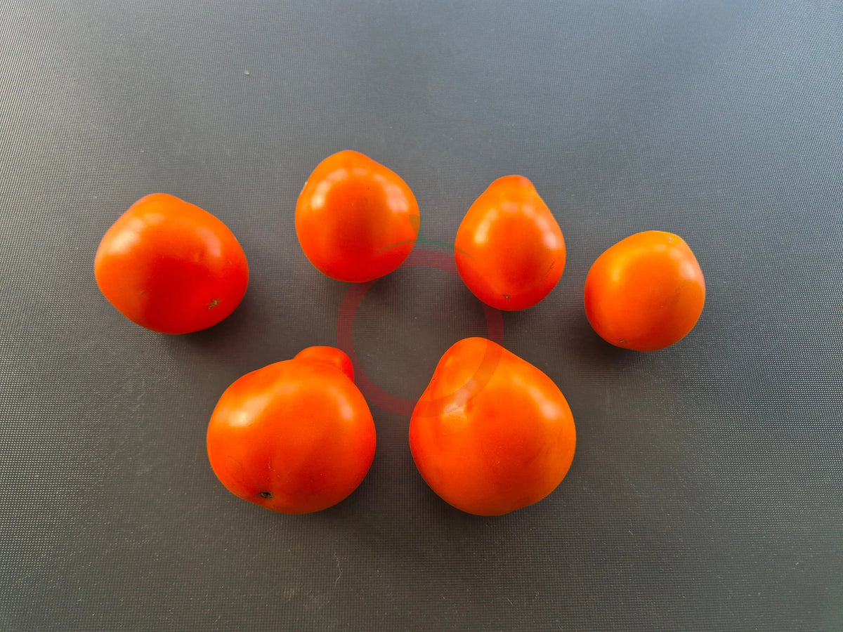 Aladdin´s Lamp DER TOMATENFLÜSTERER