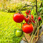 Alaskan Fancy DER TOMATENFLÜSTERER