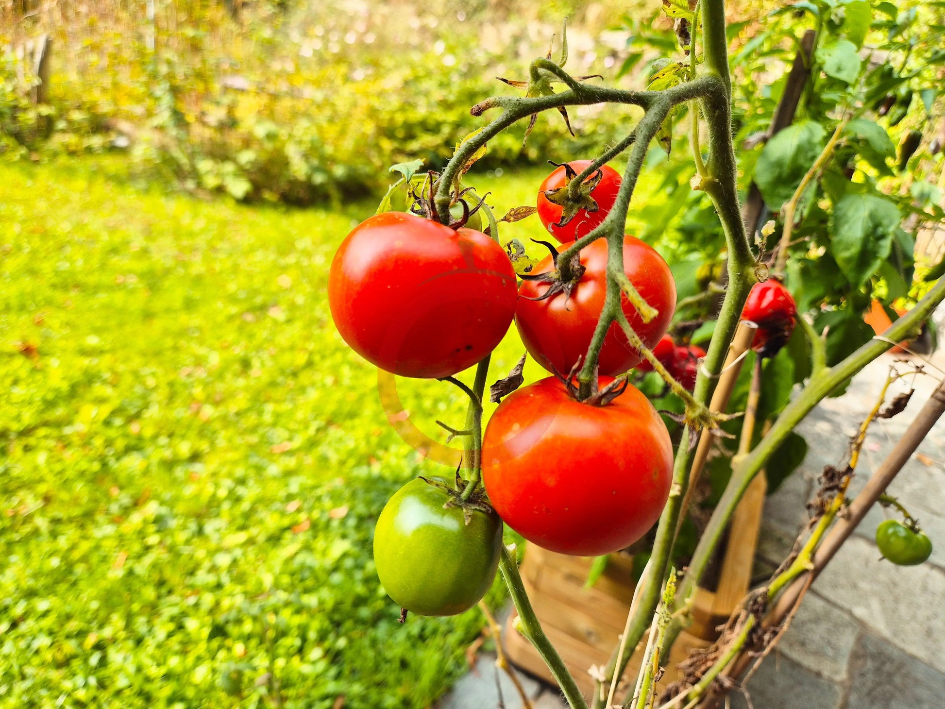 Alaskan Fancy DER TOMATENFLÜSTERER
