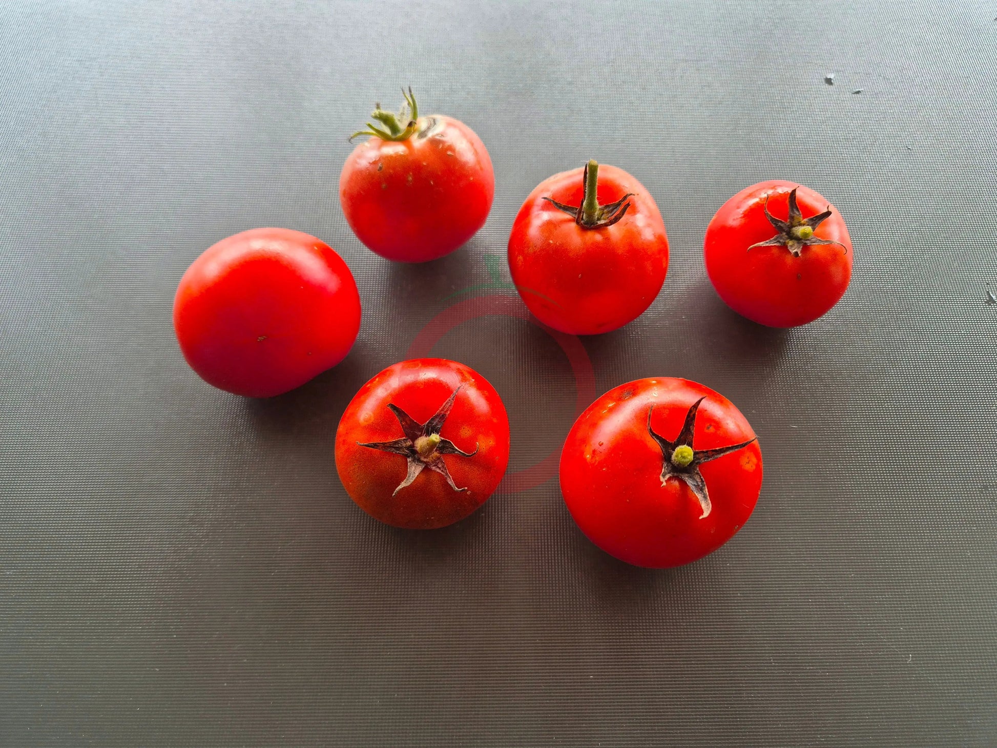 Alaskan Fancy DER TOMATENFLÜSTERER