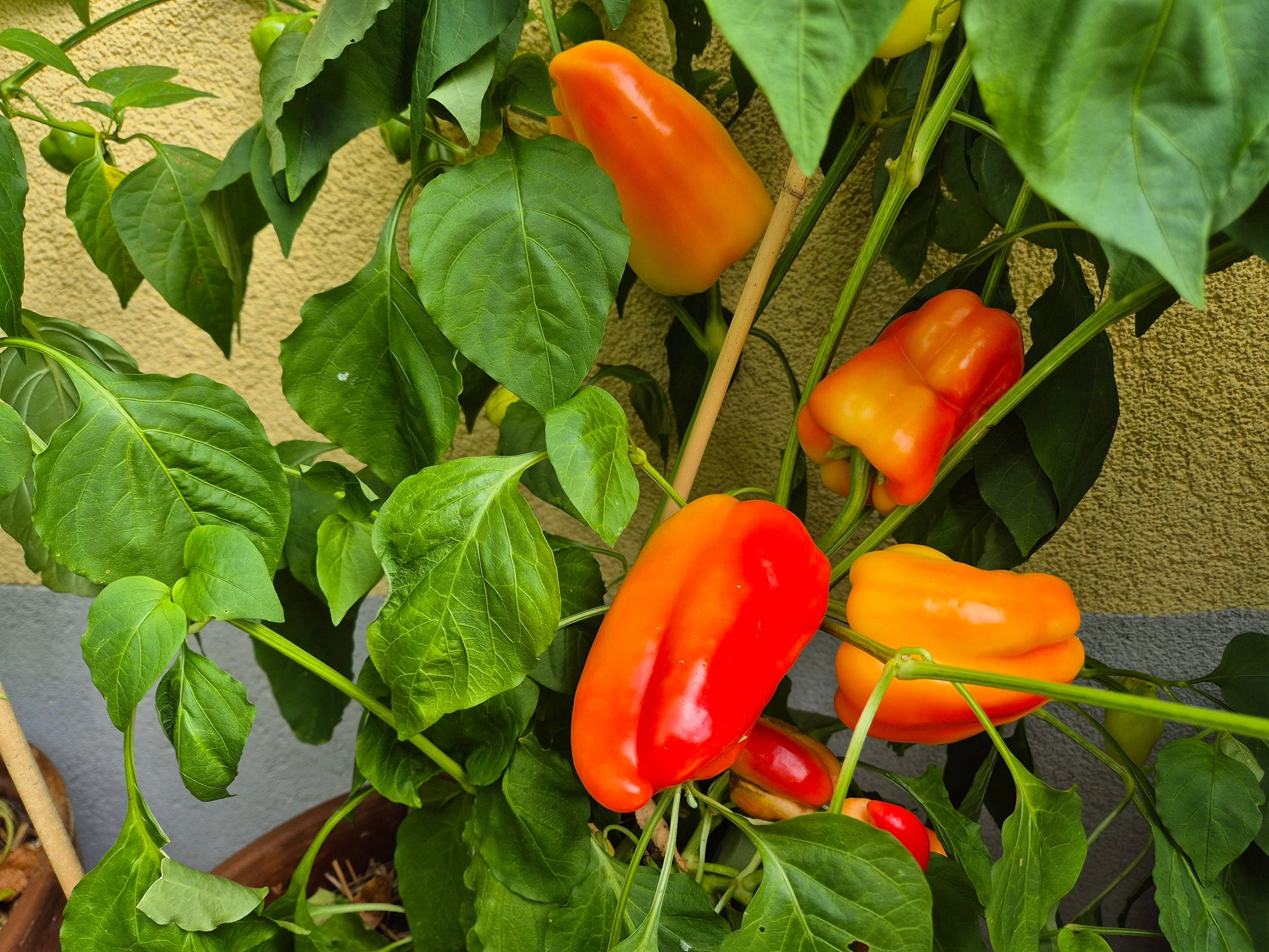 Alba Regia DER TOMATENFLÜSTERER