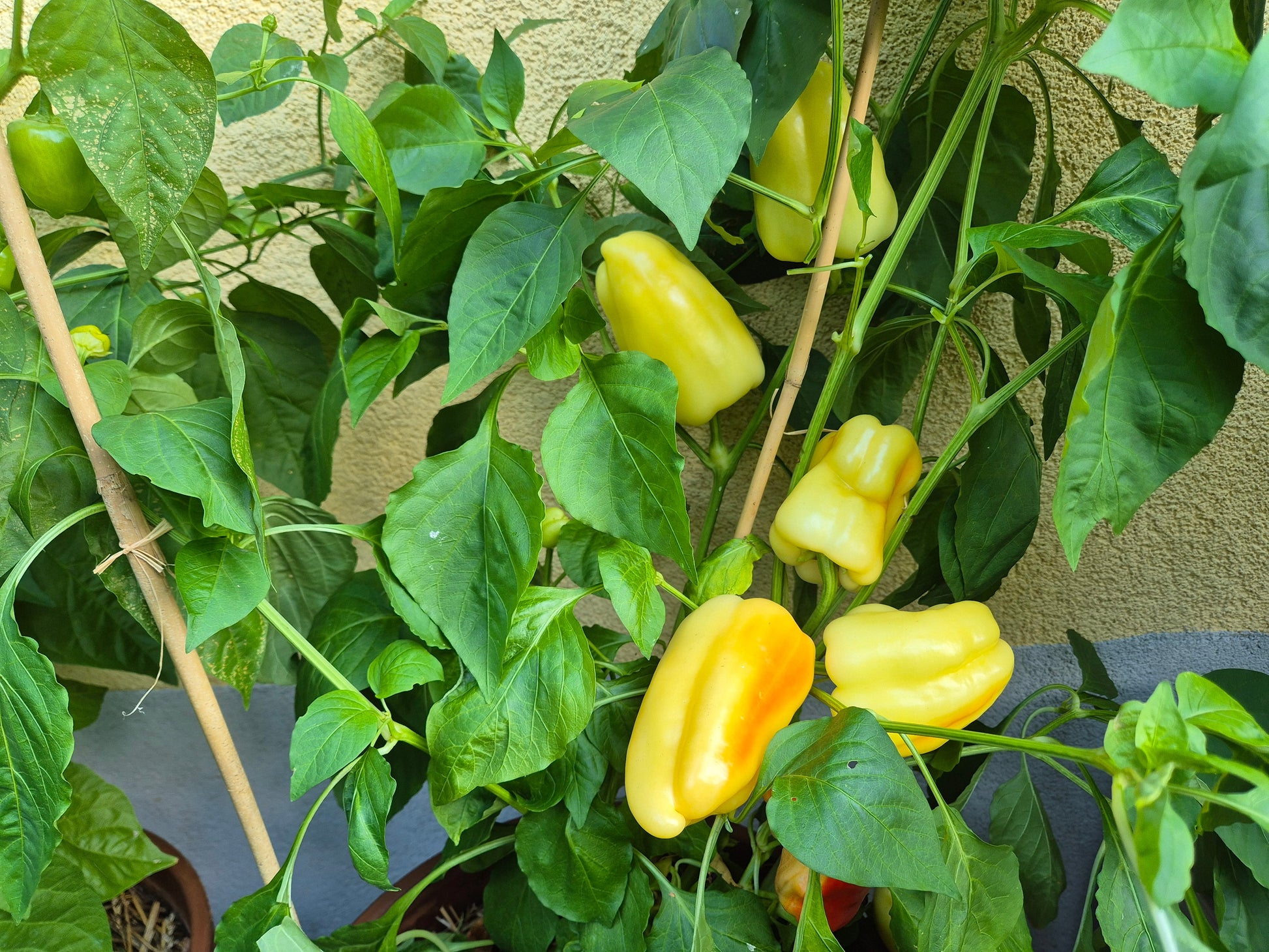 Alba Regia DER TOMATENFLÜSTERER