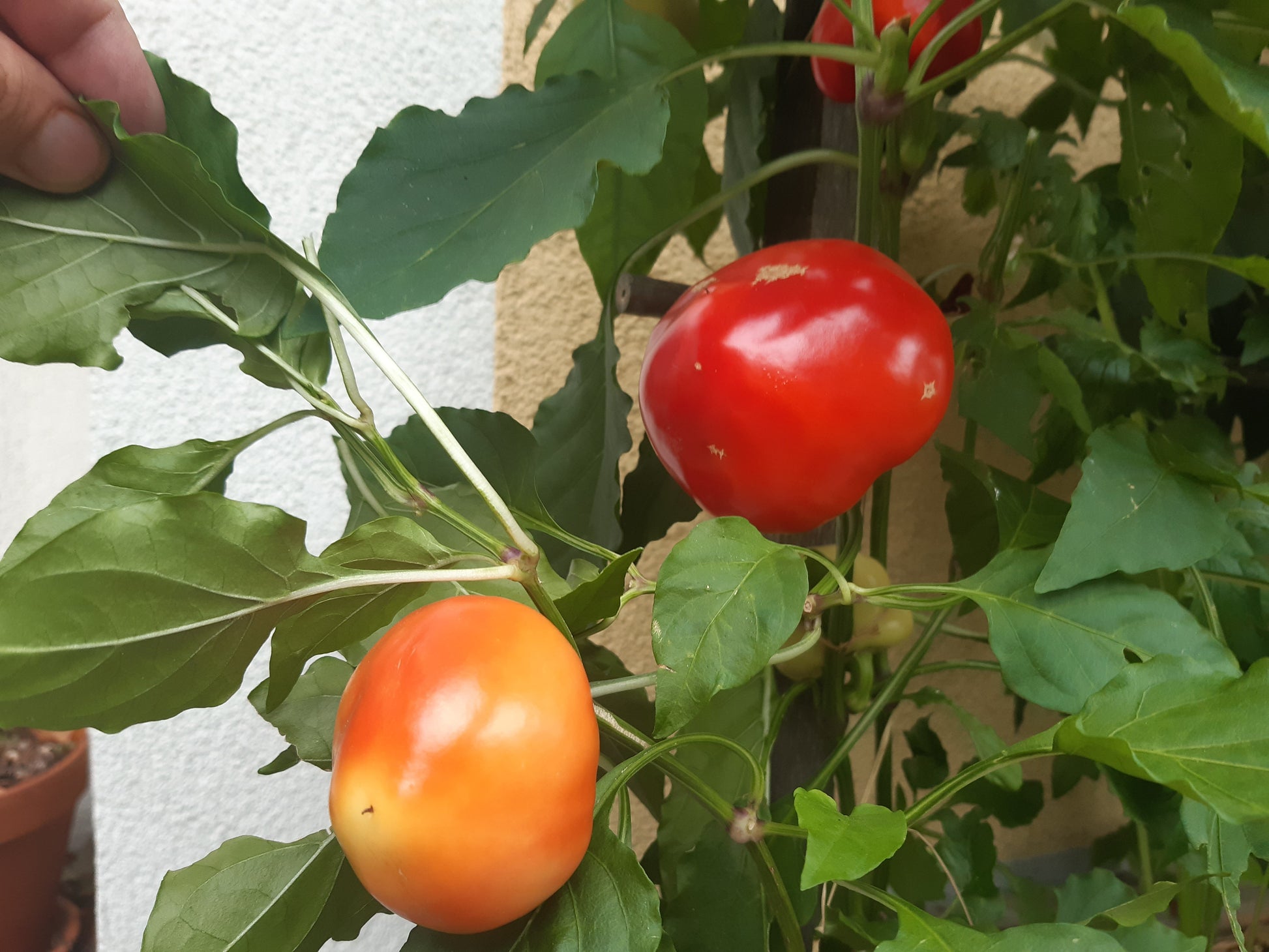 Alma Erös DER TOMATENFLÜSTERER