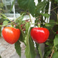 Alma Erös DER TOMATENFLÜSTERER