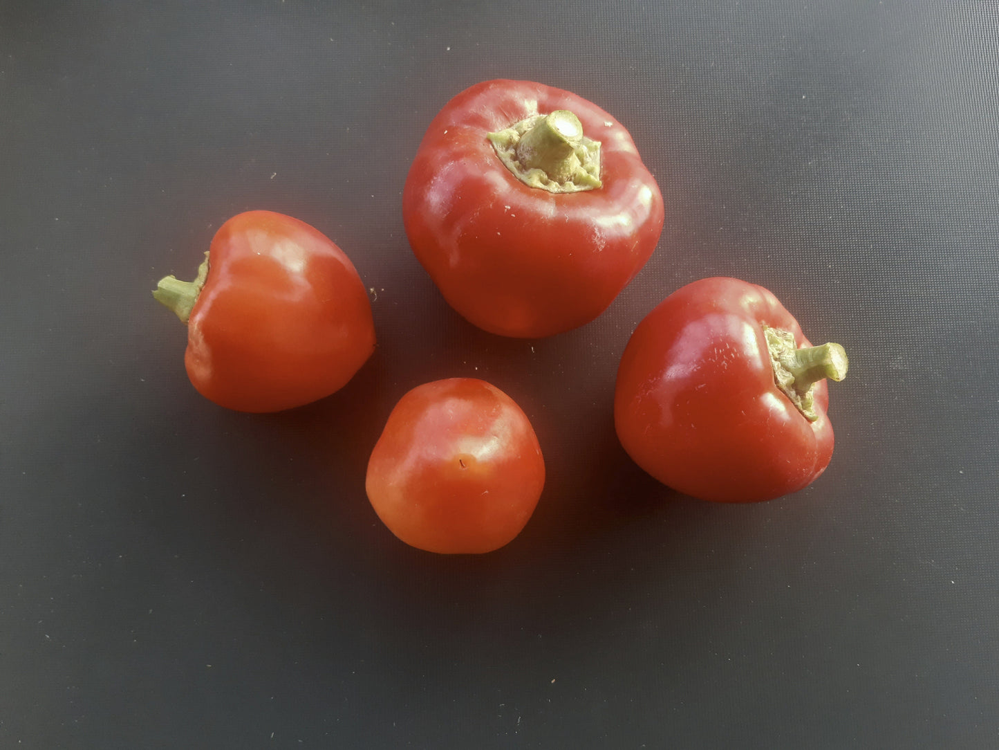 Alma Erös DER TOMATENFLÜSTERER